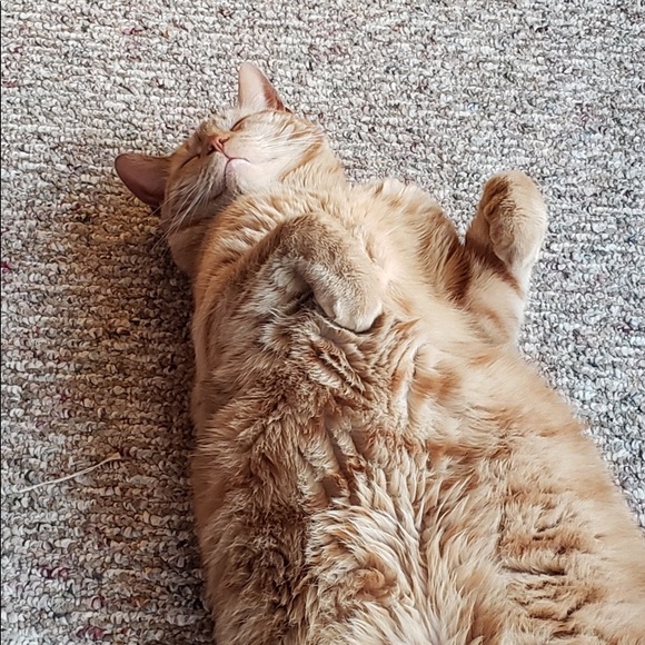 Meet your Posher, Sarah - Picture 1 of 1